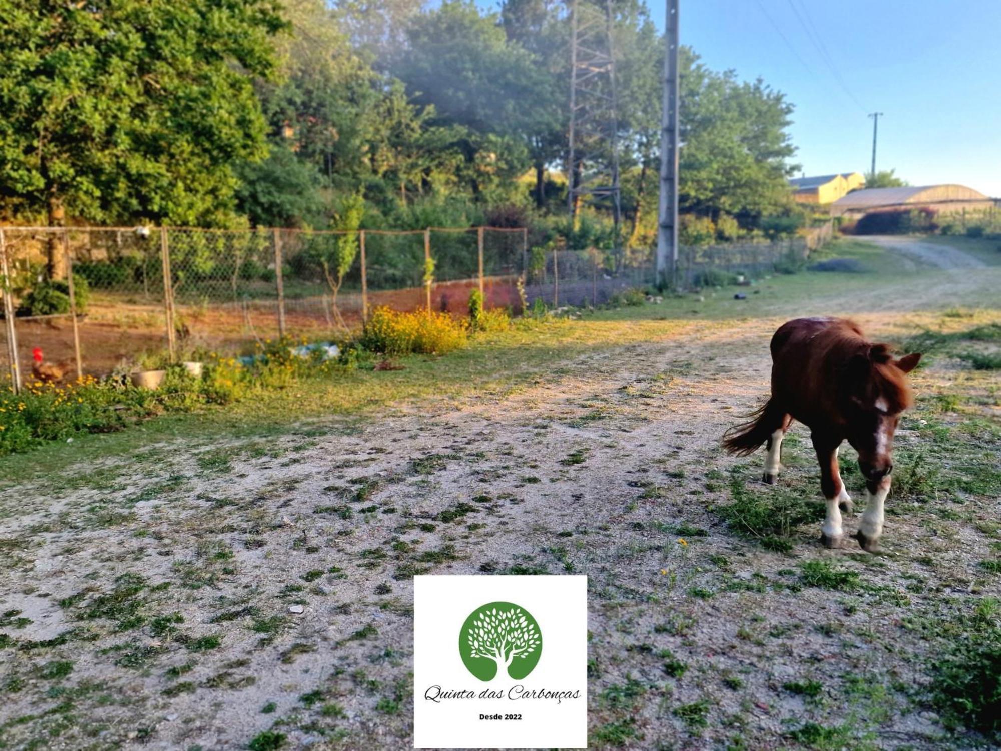 Quinta Das Carboncas Фафі Екстер'єр фото